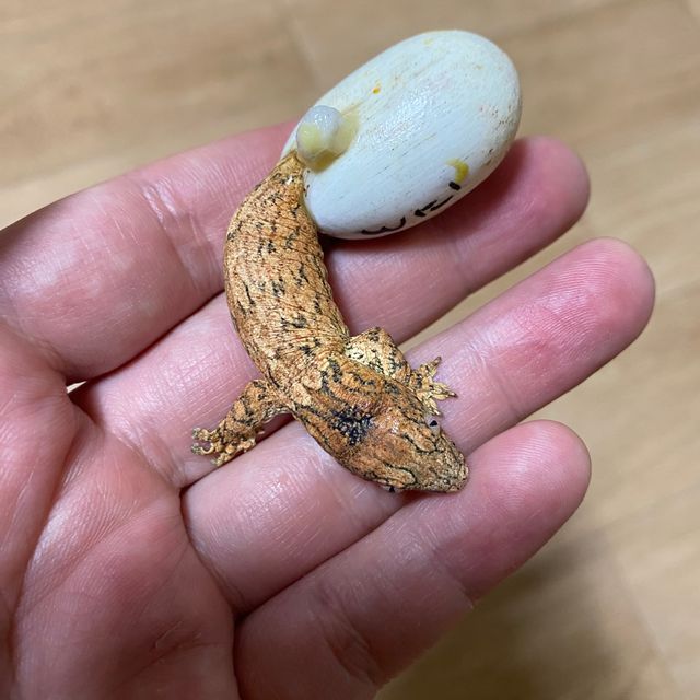 하키토 레드바 하이 컬러