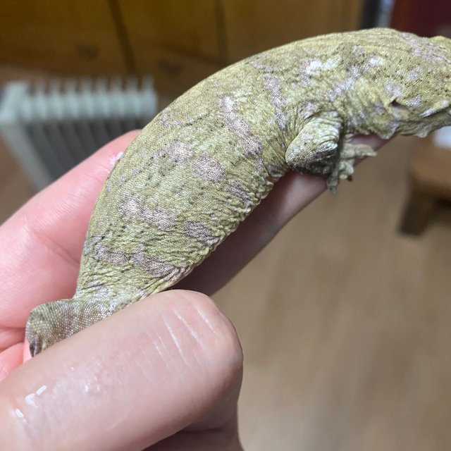 헷 멜라니스틱 GT 하키토 다스몰