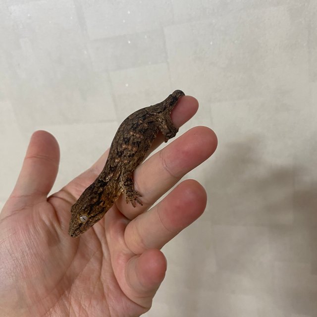 GT 하키토 헷 멜라니스틱 다스몰