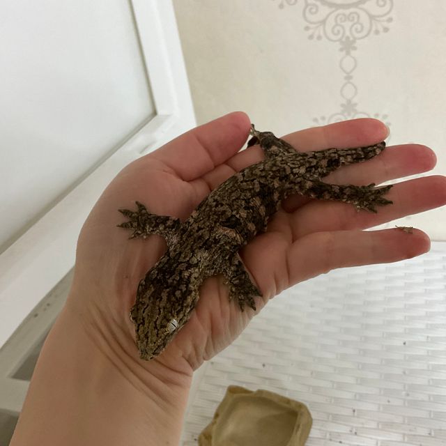 브로쓰 카나와
