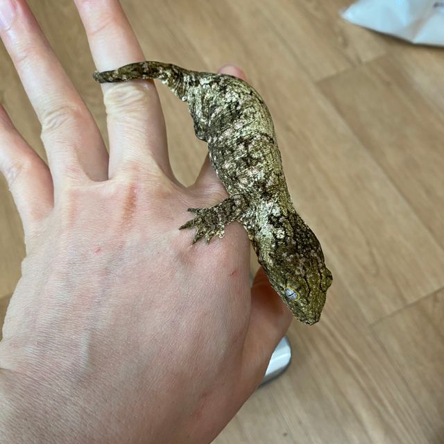 브로쓰 카나와