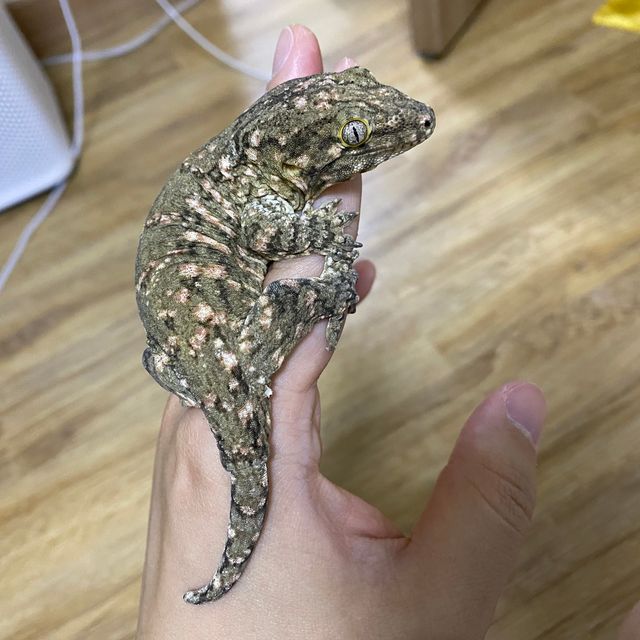 노멀