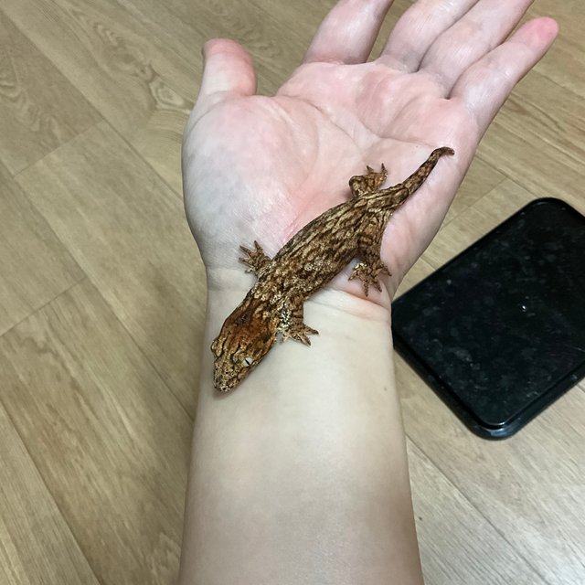 GTX 레드바 하키토