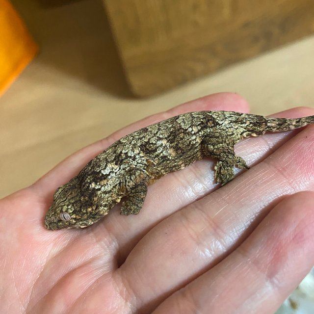 헷 멜라니스틱 하키토 GT 다스몰