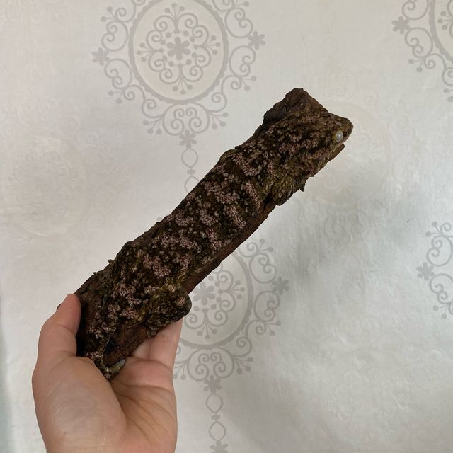 카나와