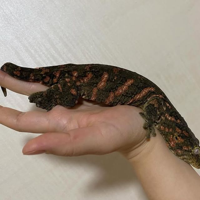 헷 멜라니스틱 하키토