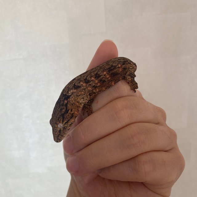 GT 하키토 헷 멜라니스틱 다스몰