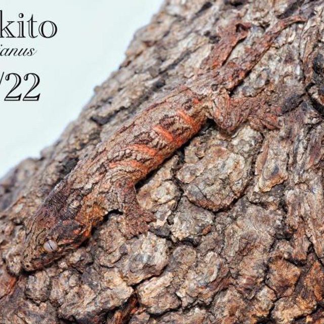 헷 멜라니스틱 하키토