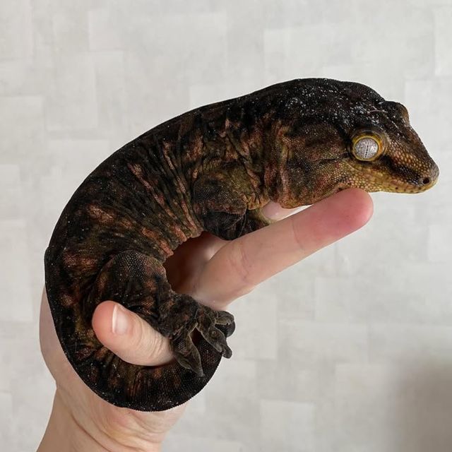 멜라니스틱 하키토 다스몰