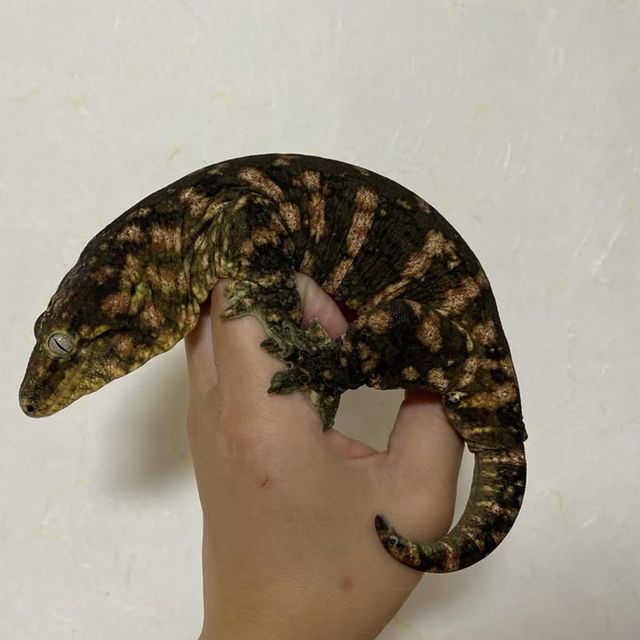 하키토