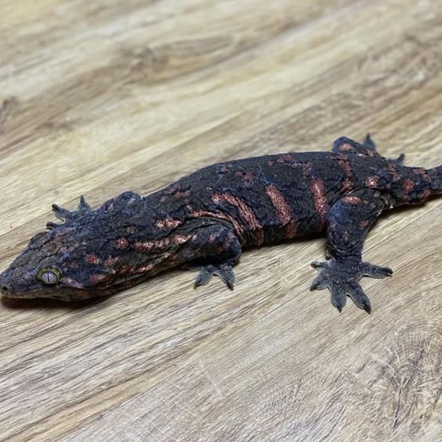 헷 멜라니스틱 하키토