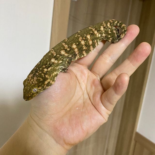 노멀