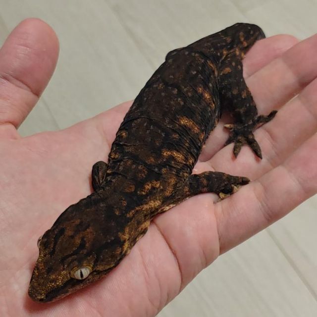 멜라니스틱 하키토 다스몰