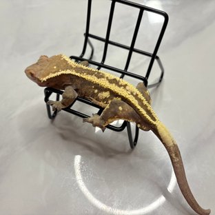 세이블 슈퍼스트라이프