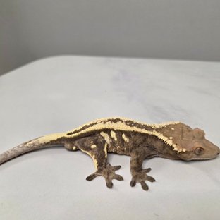 세이블 슈퍼스트라이프