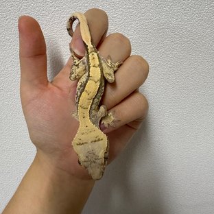 노멀