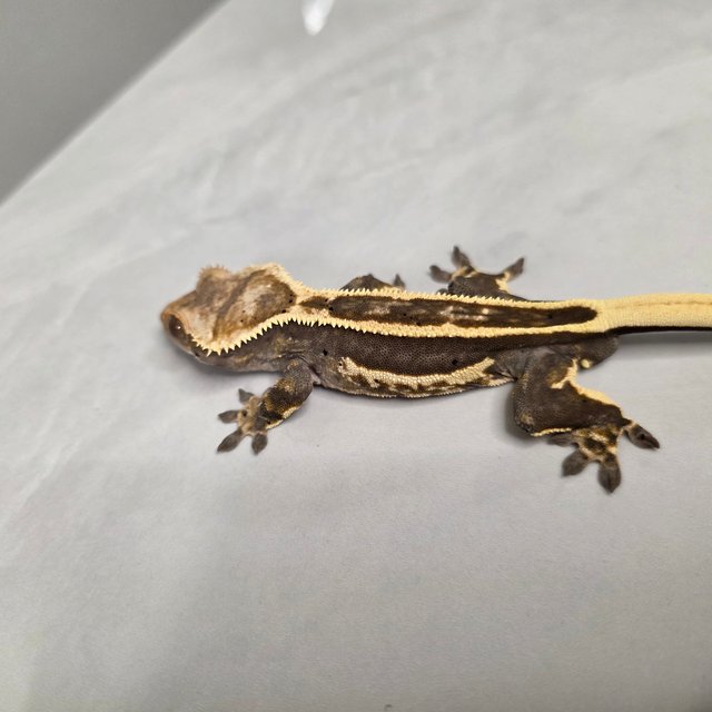 엠티백 노멀 쿼드 풀핀