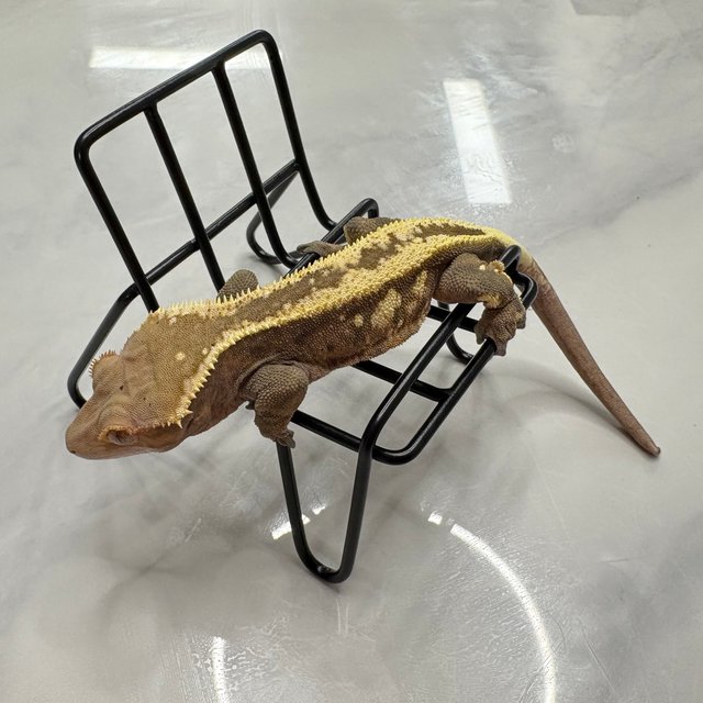 세이블 슈퍼스트라이프