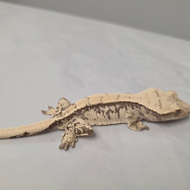 노멀 풀핀 화이트스팟