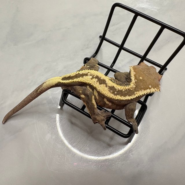 세이블 슈퍼스트라이프