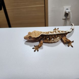 노멀 트라이 익스트림할리퀸 텐저린