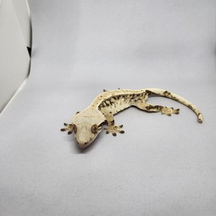 화이트스팟 드리피