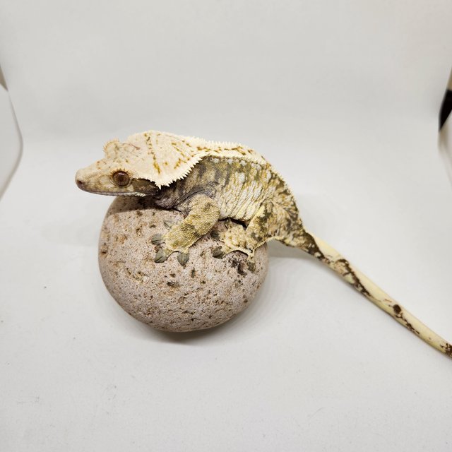 노멀 드리피 트라이 화이트스팟 익스트림할리퀸