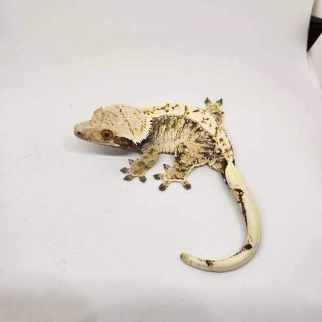 노멀 드리피 트라이 화이트스팟 익스트림할리퀸