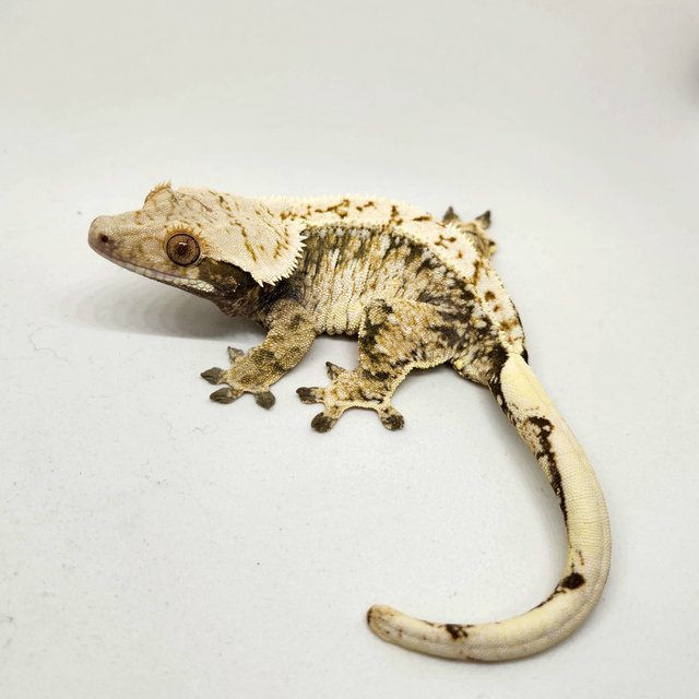 노멀 드리피 트라이 화이트스팟 익스트림할리퀸