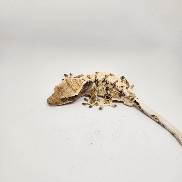 노멀 트라이 익스트림할리퀸 드리피