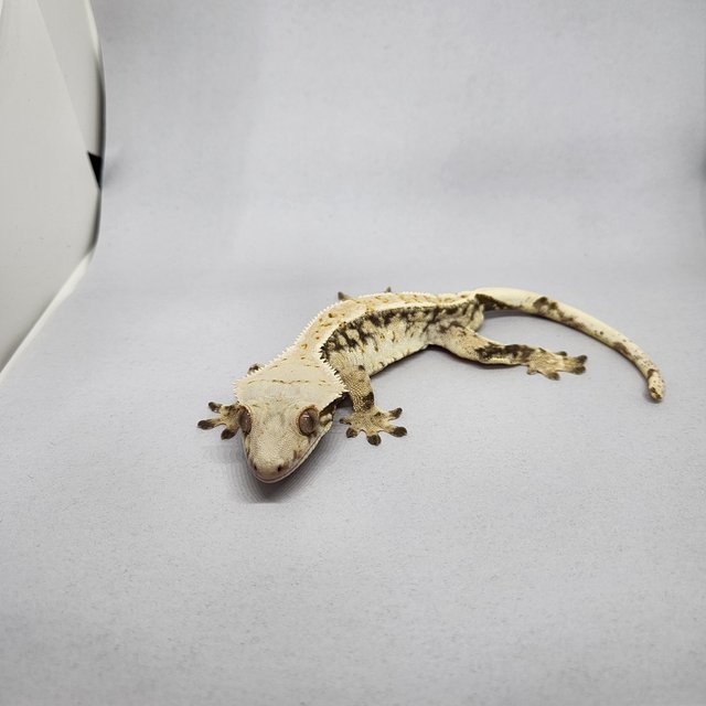 화이트스팟 드리피