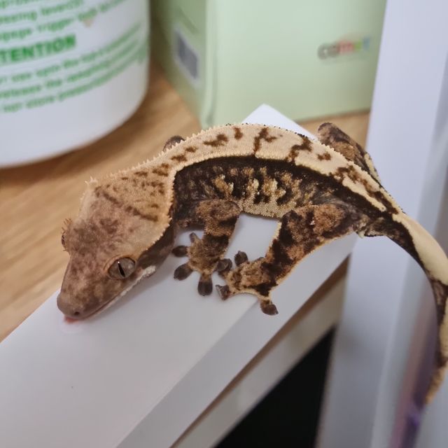 노멀 트라이 익스트림할리퀸