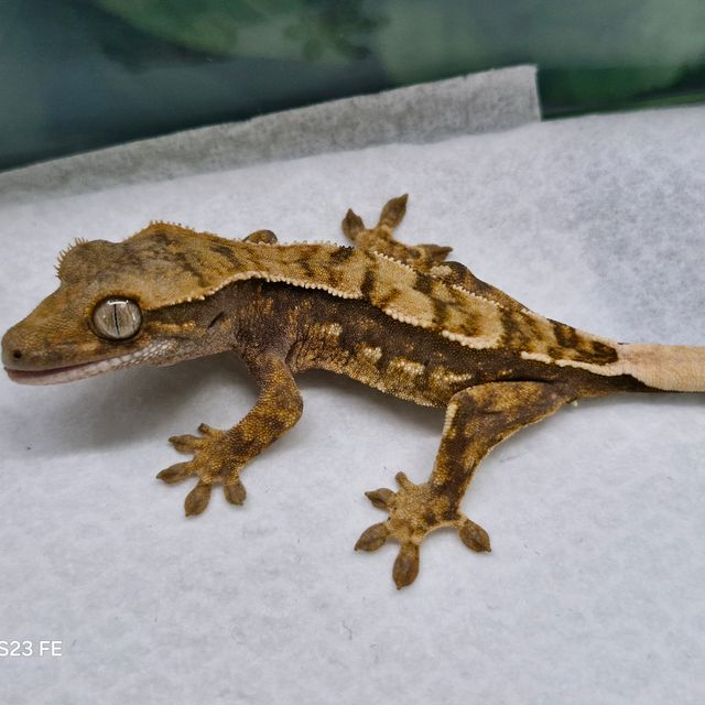 트라이
