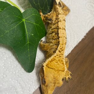 노멀 트라이 익스트림할리퀸 화이트핀