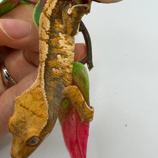 트라이 화이트스팟 화이트포트홀 익스트림할리퀸 텐저린