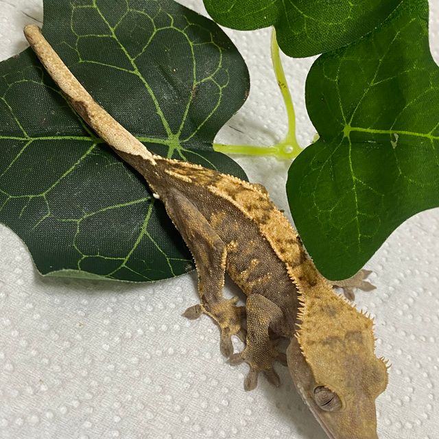 익스트림할리퀸