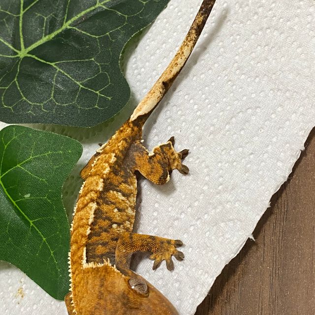 트라이 익스트림할리퀸 텐저린 바브