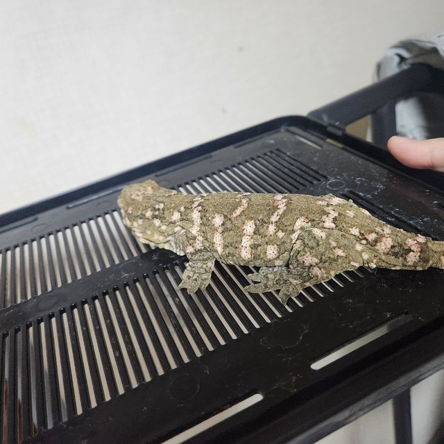 노멀 하이 컬러