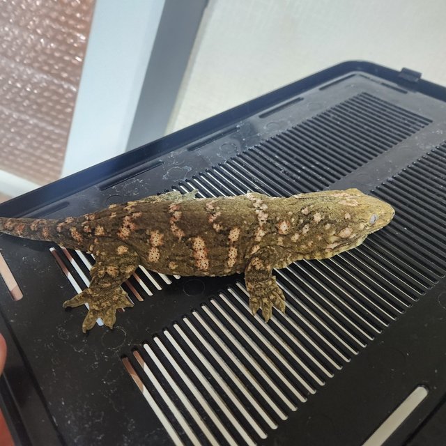 노멀 하이 컬러