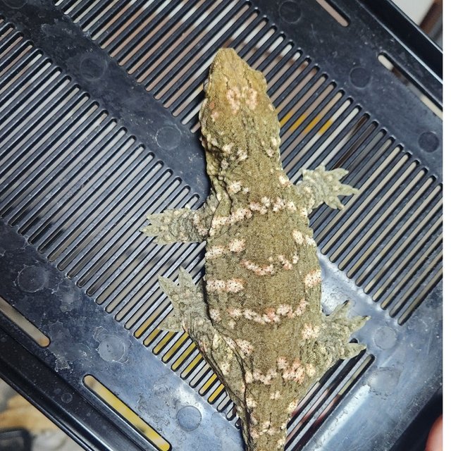 노멀 하이 컬러