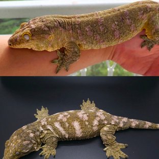 하이 컬러 누아미