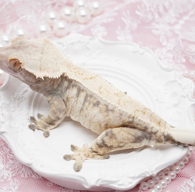 트라이 드리피 익스트림할리퀸 화이트스팟 화이트핀 다크