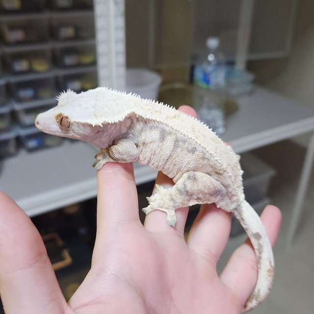 트라이 드리피 익스트림할리퀸 화이트스팟 화이트핀 다크