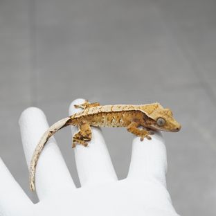 트라이
