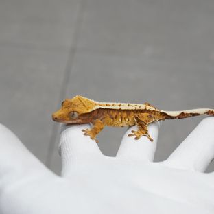 트라이