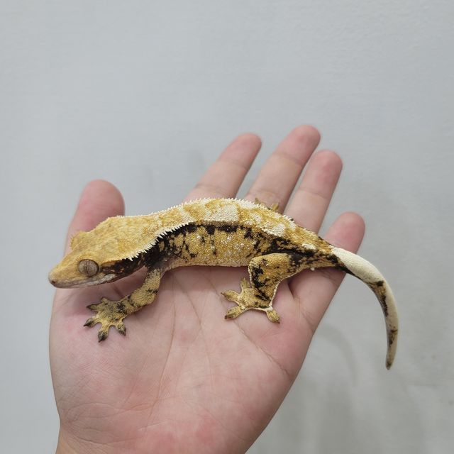 레이지 트라이 드리피