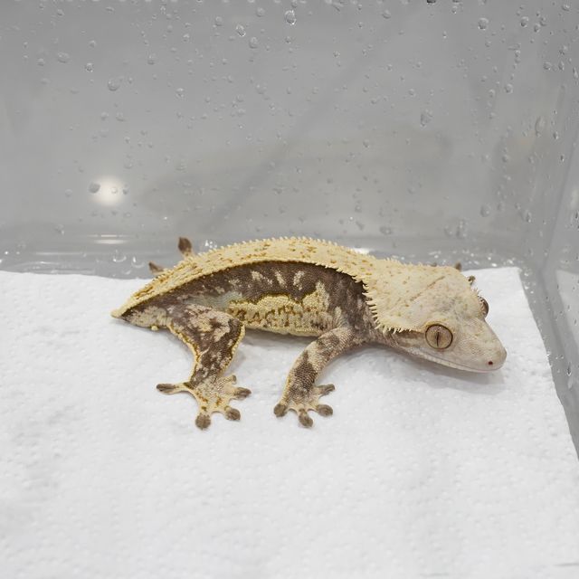 풀핀