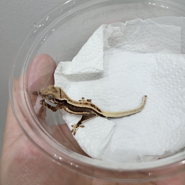 릴리화이트