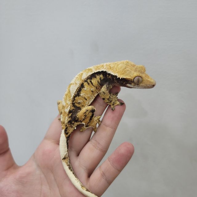 레이지 트라이 드리피