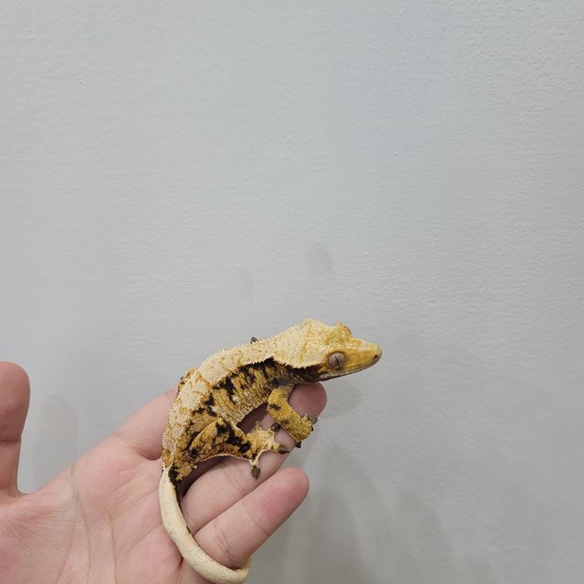 레이지 트라이